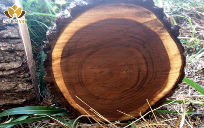 Nội thất gỗ tự nhiên